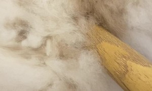 Fluffy Cat Gives Owner a Halloween Fright