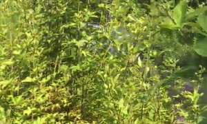 Dudes Take Converted Rally Buggy for a Test Spin