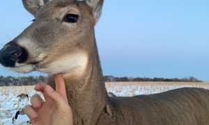 North Dakota Duck Hunters Spend Afternoon with Friendly Doe