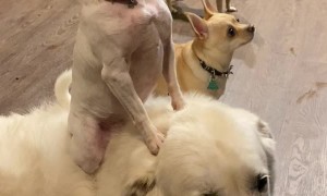 Small Dog Uses Big Dog to Beg at Dinner Table