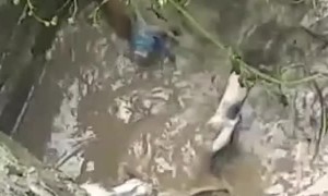 Mother Dog Saves Puppies During Flooding