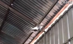 Catching a Cat with Cardboard