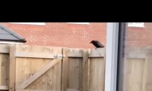 Small Dog Is all Bark