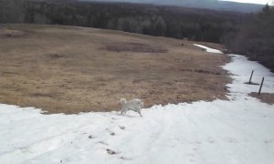 Sheep dog absolutely loves sliding down this snowy hill