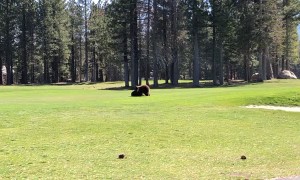 Black Bear Cubs Wrestle on Golf Course