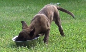 Puppy attempts to figure out water bowl and it's totally priceless