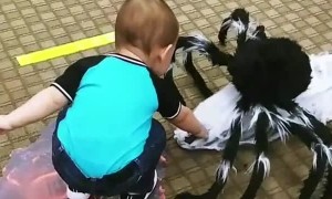 Kid Scared by Halloween Spider