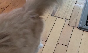 Snowball Covered Kitty