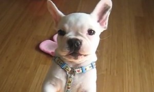 Puppy adorably attempts to speak to his owner