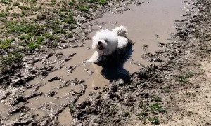 Happy Pooch Cools Off in Mud Puddle
