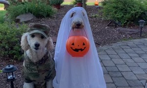 Goodest Boys Go Trick or Treating