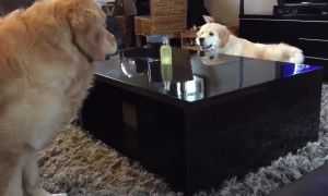 Golden Retriever puppy outsmarts older brother during chase