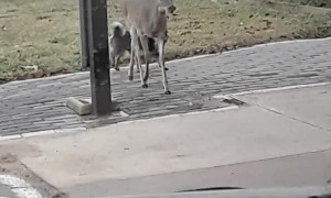 Unlikely Animals Friends Are Too Cute