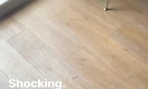 Caught Naughty Dog Tries to Play it Off