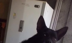 Arguing People Make Pup Nervous