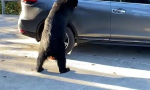 Bear Seems Entirely Unintimidated