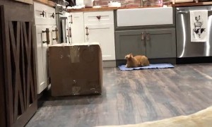 Monkey Gets Help Getting Sweet Treat