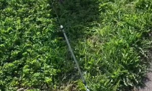 Dog Takes Smaller Dog for A Walk