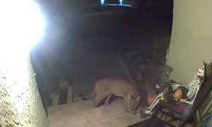 Puma Caught on Camera Investigating Porch