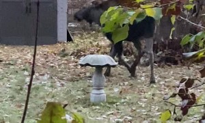 Young Moose Nearly Bouts with Bird Bath
