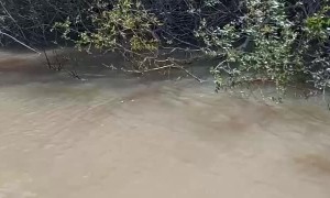 Fishermen Give a Lift to a River Monkey