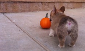 Corgi puppy has the cutest battle ever with equally tiny pumpkin