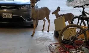 Mule Deer Eat Snacks in Garage