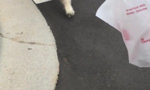 Adorable Golden Retriever Snags Bag of Food for Owner