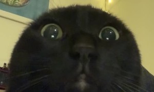 Hidden Cat Ears Pop-Up