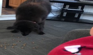Odd Doggy Moves Her Food Away from Bowl Before Eating