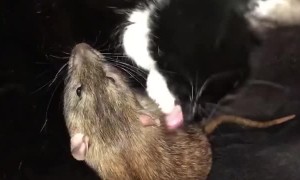 Cat Cuddles and Cleans New Rat Friend