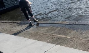 Dog Dragged Out of Water by Good Samaritan