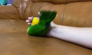 Playful Bird Dodging Blaster