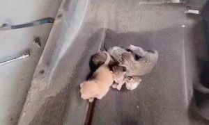 Kittens Found Hiding in Cars Underbody