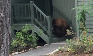 Mama Bear Breaking and Entering