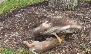 Rabbit Too Heavy for Hawk to Carry