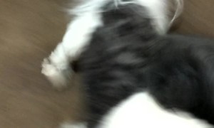 Dogs Super Excited to See Their Furdad