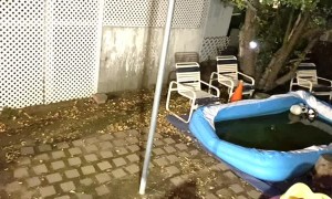 Bear Cubs Visit for Late Night Swim and Snack