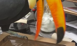 Toucans Tries to Eat Donut