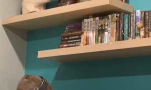 Cheeky Kitty Clears Shelf