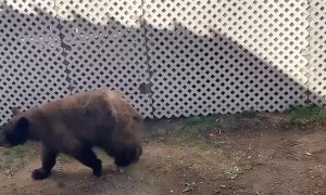 Pair of Bears Play at the Pool