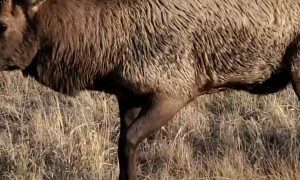 Amazing Bull Elk Rut