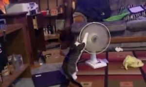 Kitty Plays With Pedestal Fan