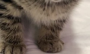 Kitten's Cute Reaction to Being Called Names