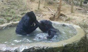 Rescued Bears Enjoy a Relaxing Pool Party