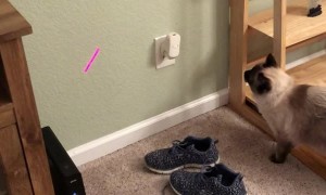 Cat Runs into Wall Chasing Laser