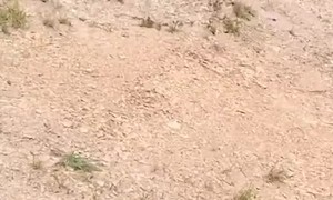 Baby Nephew Wondering if Dragonfly is a Baby Helicopter