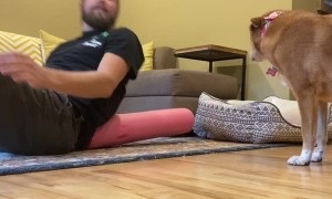 Needy Doggo Wants Attention While Owner Stretches