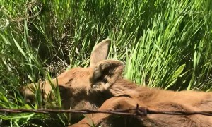 Man Saves Baby Moose Tangled up in Barbwire Fence