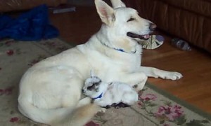 Adorably tiny baby goat cuddles with cozy and caring dog